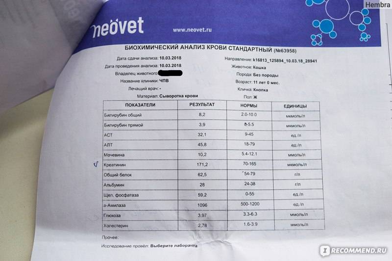 Как давать инсулин для кошек