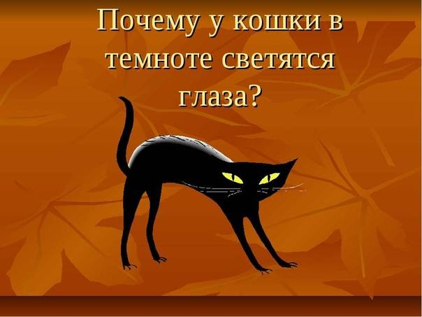 Почему у кошки светятся глаза в темноте? — surwiki