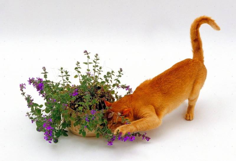 Кошачья мята: лечебные свойства, применение. как действует кошачья мята: вредна ли для котов огородная дурман-трава?