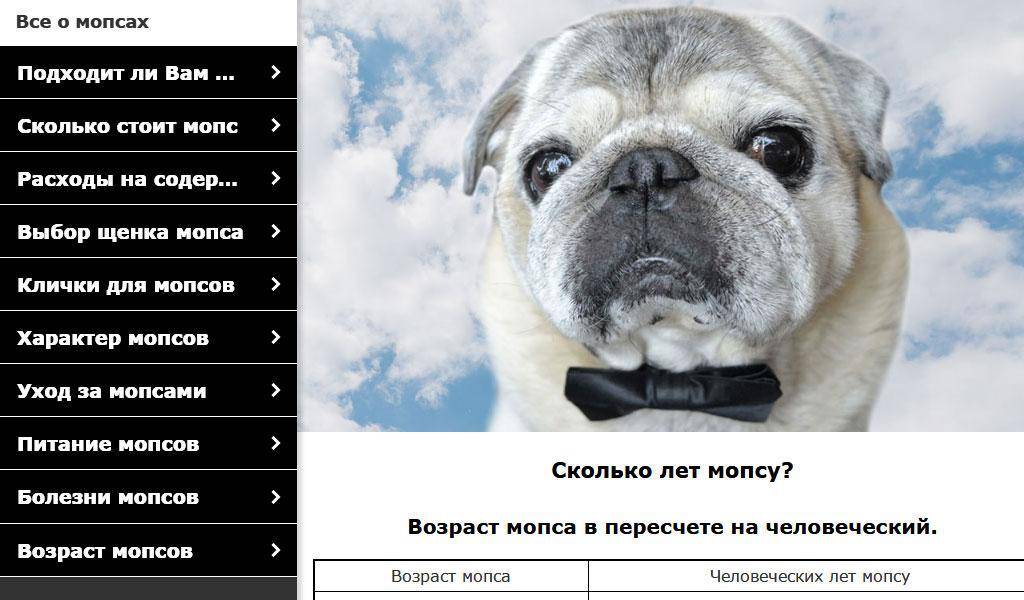 Содержание и уход за щенком мопса – советы и рекомендации