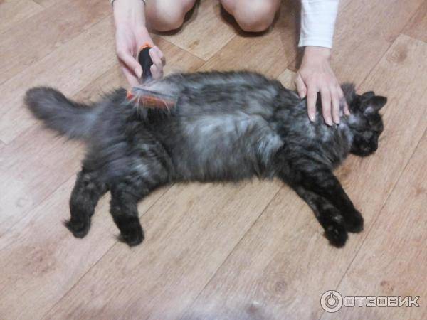 Линька кошек