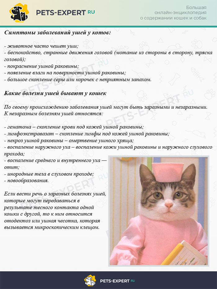 Болезни ушей у кошек: симптомы и лечение