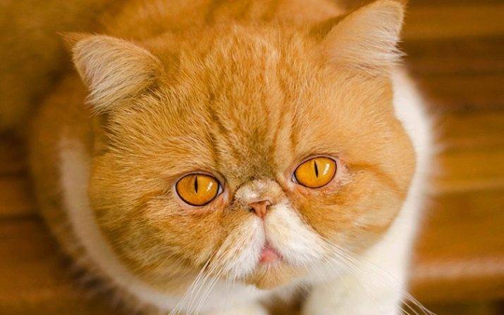 Кошка с приплюснутой мордой и большими глазами