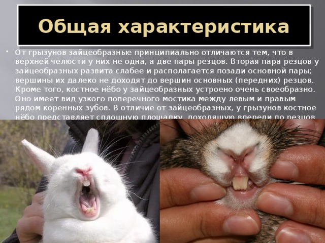 Виды зубов: резцы, клыки, премоляры, моляры