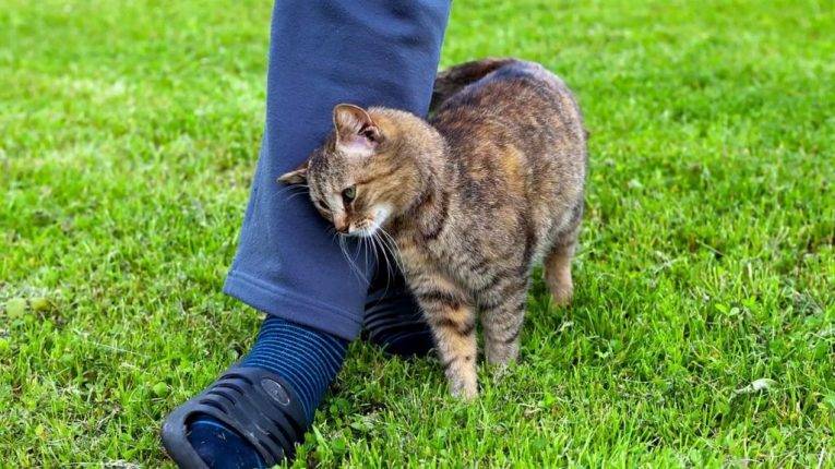 Почему коты часто трутся о ноги человека?