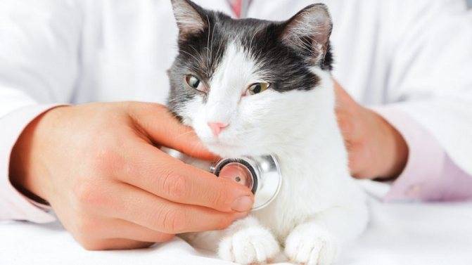 Инсульт у кошки: симптомы, что делать, лечение, причины | zoosecrets