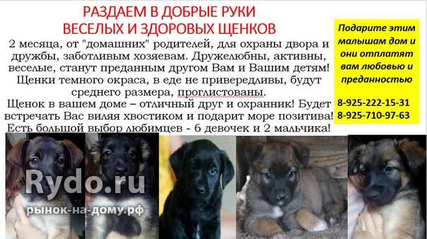Щенки немецкой овчарки — фото малышей разного возраста