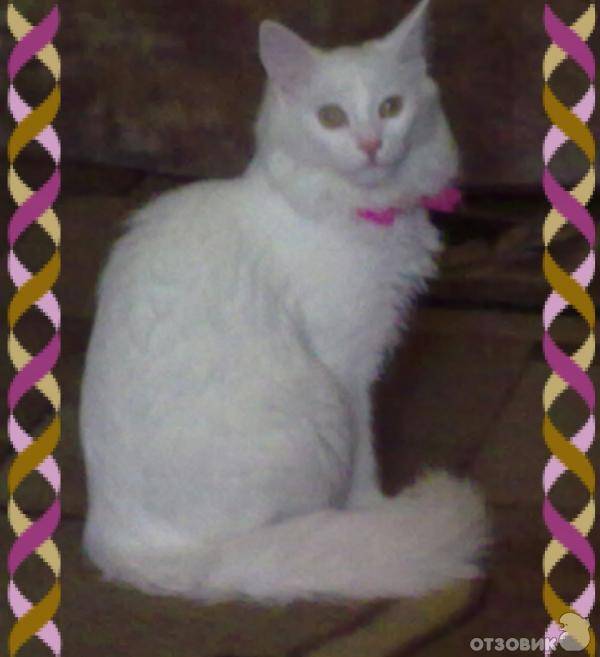 Турецкая ангора (ангорская кошка): фото и описание породы.