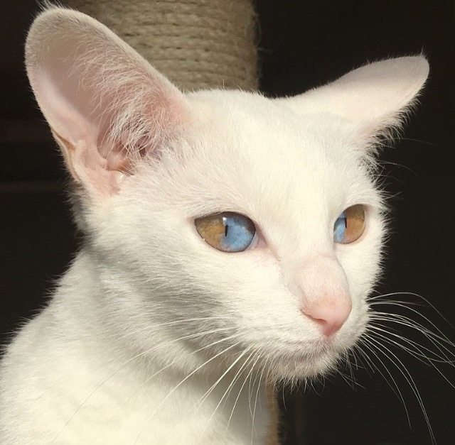 Гетерохромия у кошек | блог ветклиники "беланта"