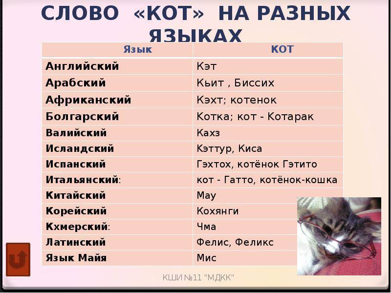 Смешные клички для кошек | веселое имя для кошки