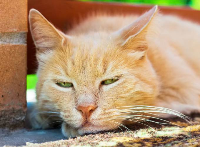 Почему не мяукает кот: причины пропажи голоса