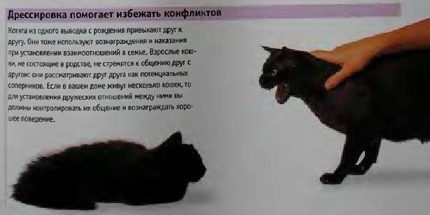 Как дрессировать кота, проводить тренировки в домашних условиях, как правильно это делать - блог о животных - zoo-pet.ru