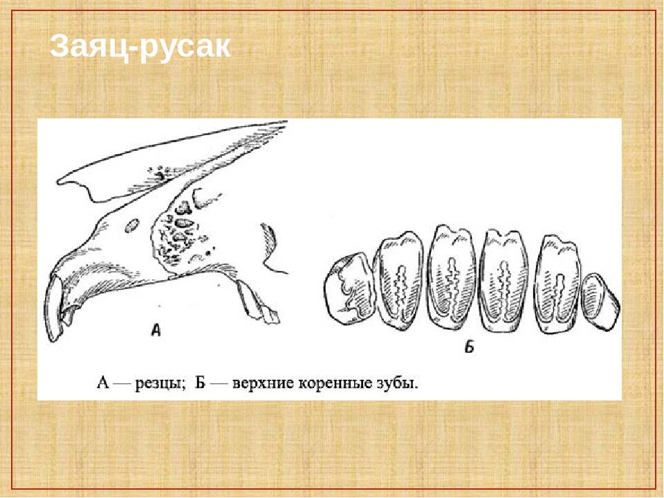 Зубы кролика: строение, количество, сроки появления, болезни зубов