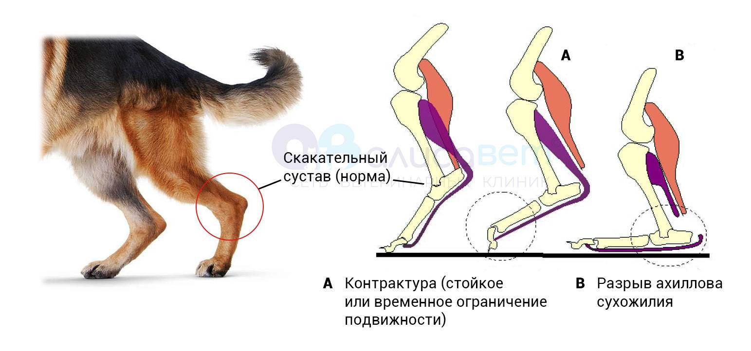 Как вылечить растяжение связок у собаки: 13 шагов