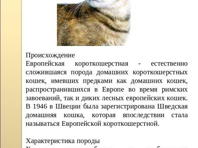 Европейская короткошерстная кошка: описание породы, фото