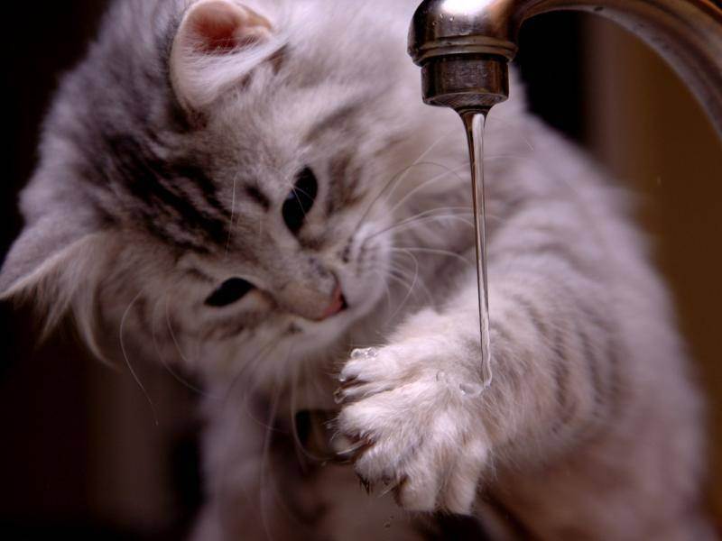 Как приучить британских кошек пить воду