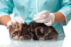 Вакцинация кота от бешенства: единственная возможность защиты