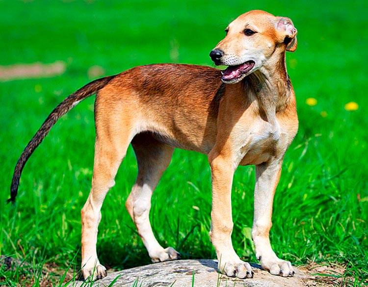 Порода собак фландрский бувье: описание, характер собаки, уход, фото