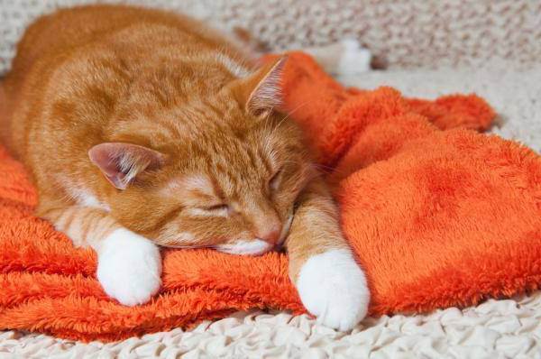 Самые распространенные болезни печени у кошек: симптомы и лечение