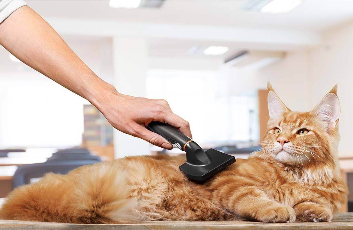 Как подстричь и побрить кота: полная инструкция