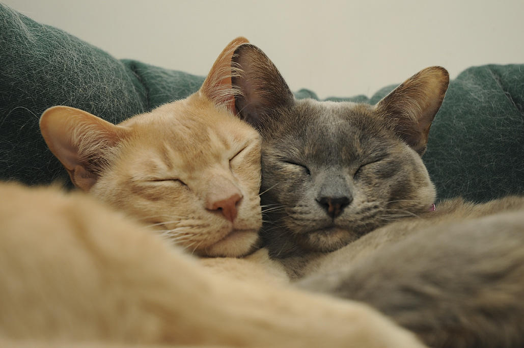 Как подружить двух котов - подробные рекомендации | кот и кошка