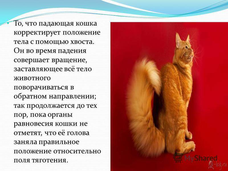 Зачем кошке (коту) нужен хвост?