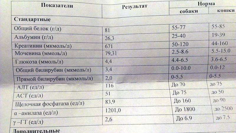Почему повышена щёлочная фосфатаза в крови у кошек: причины