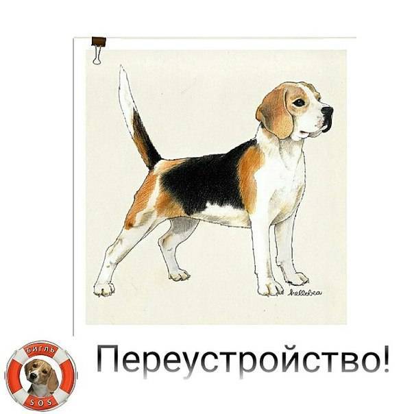 Собаки породы бигль: описание, основные характеристики, внешний вид и характер