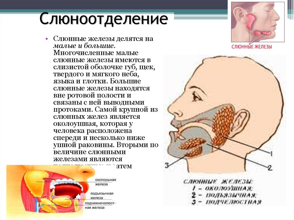 Если в рот попал волос к чему