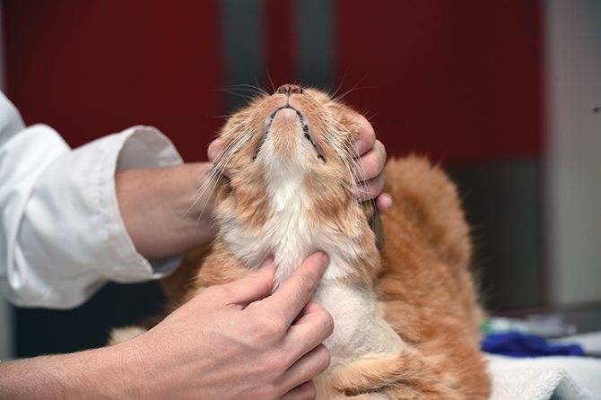 Гипертиреоз у кошек: причины, признаки, диагностика и терапия