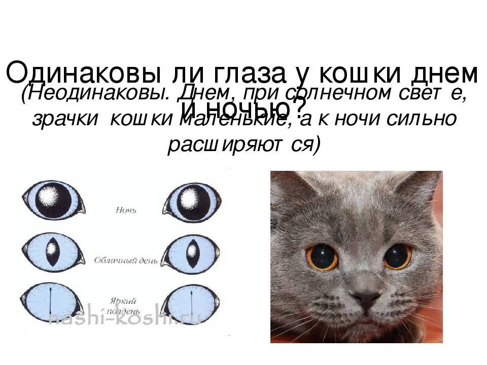 У кота разные зрачки по величине: у кошки один зрачок узкий другой широкий