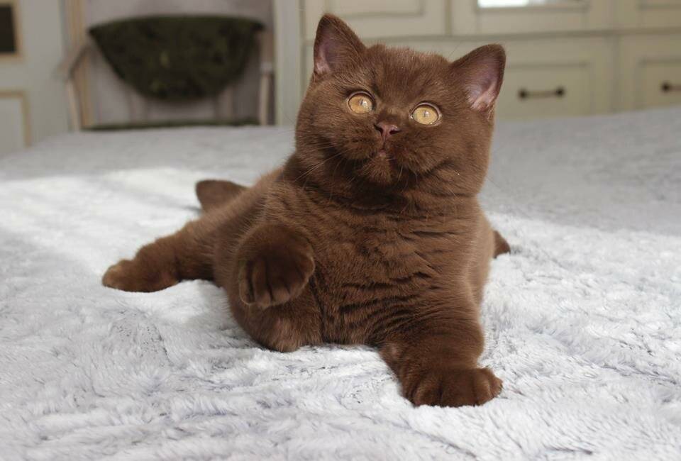 Шоколадная окраска кошек. Циннамон британец. Британская короткошёрстная кошка циннамон. Британская короткошёрстная кошка шоколад. Британские котята окрас циннамон.