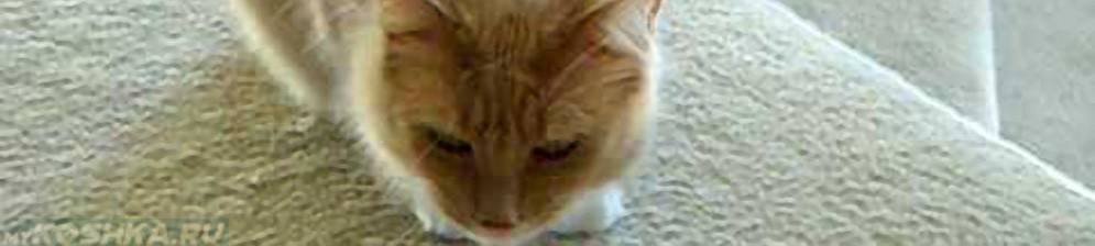 Возможные причины кашля и охриплости у кошки: что делать и как помочь