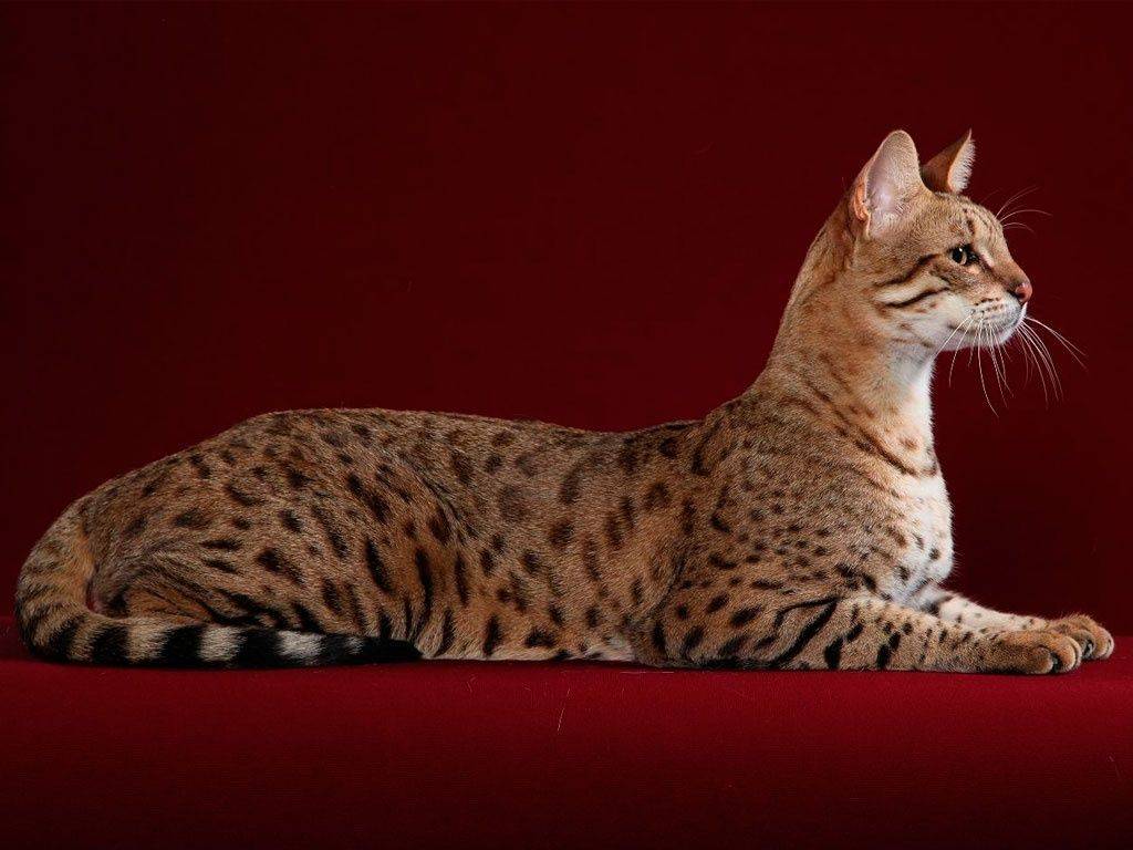 Топ 10 самых дорогих пород кошек в мире