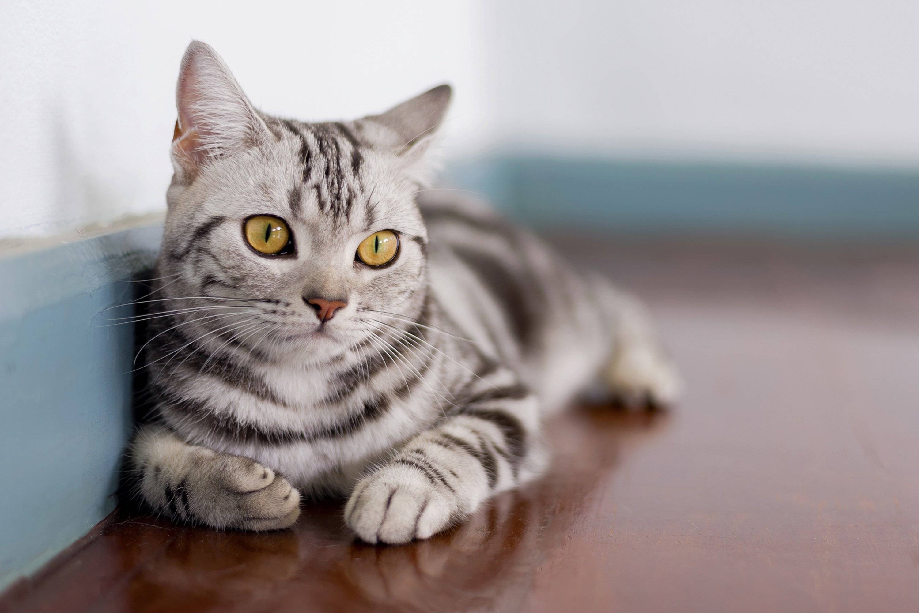 Британские полосатые кошки: как выглядят, как содержать и назвать