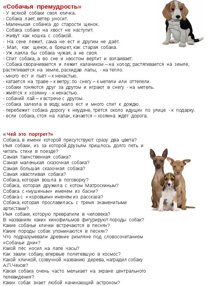 Перевод клички собак