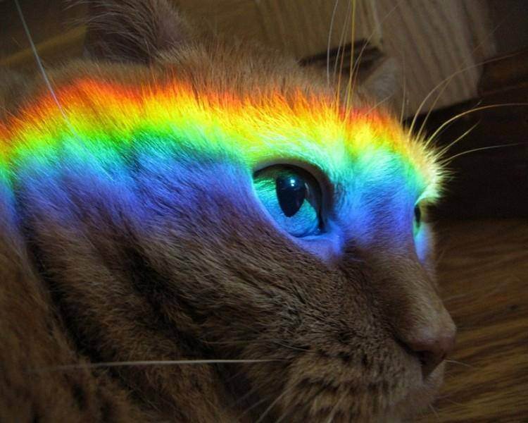 Различают ли кошки цвета, какие цвета видят коты