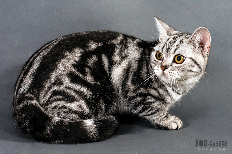 Породы кошек с окрасом «мраморный табби»: фото и описание экстерьера необычных котов