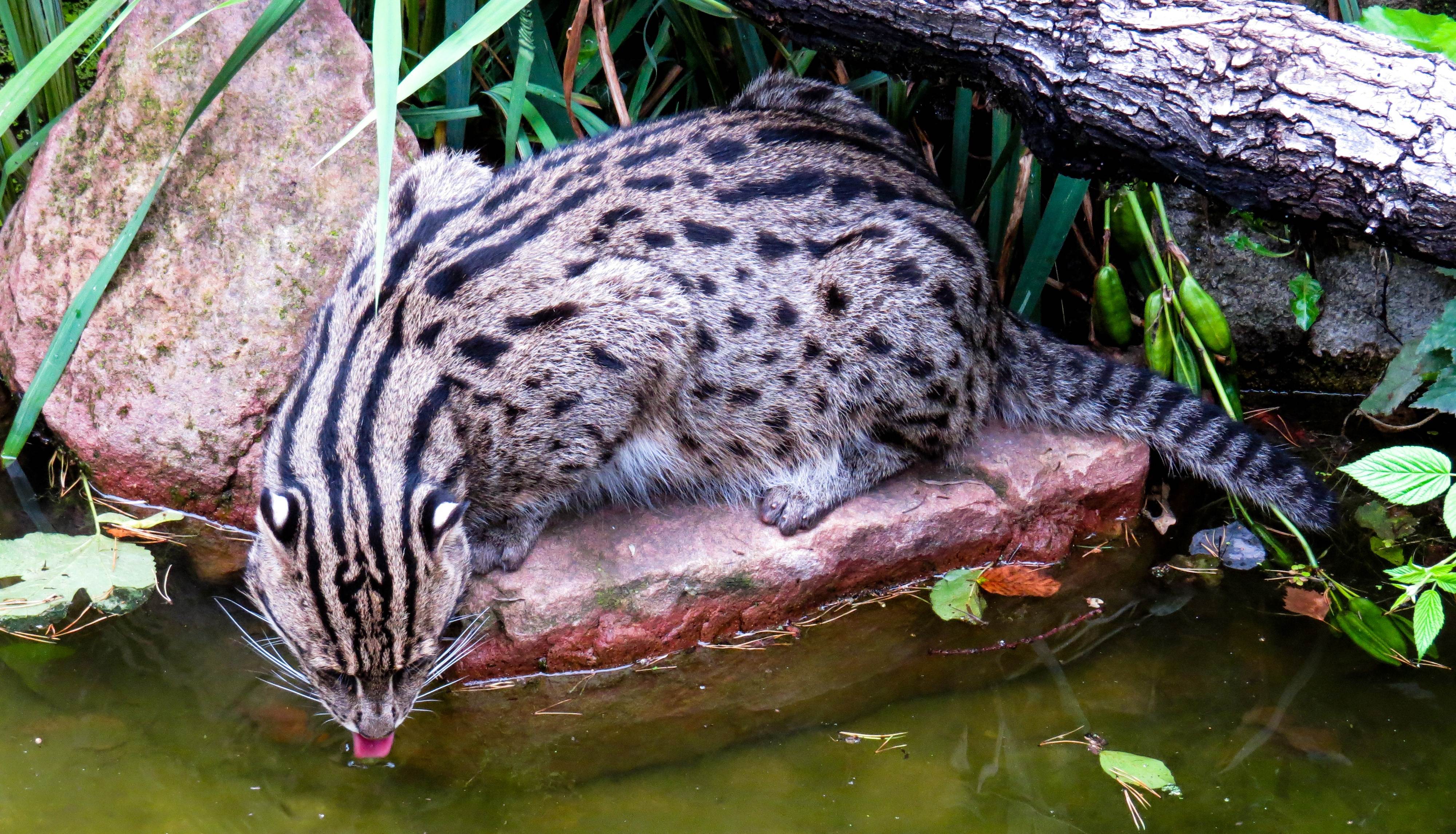 Виверровый кот рыболов (вивверина). фото виверрового кота рыболова. также называют - азиатская кошка рыболов.