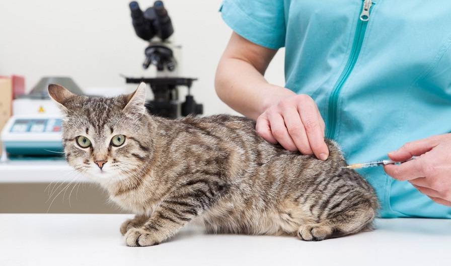 Сколько действует прививка от бешенства у кошек