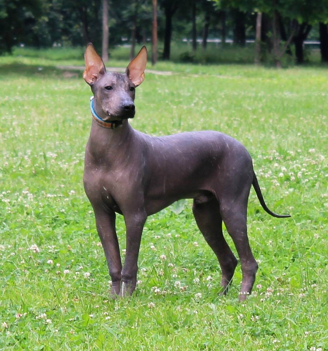 перуанская лысая собака фото