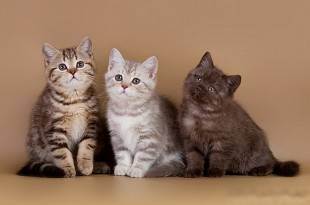 Частые вопросы - питомник британских кошек arletta british