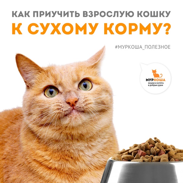 Как приучить котенка к сухому корму: зачем приучать, в каком возрасте, рекомендации ветеринара