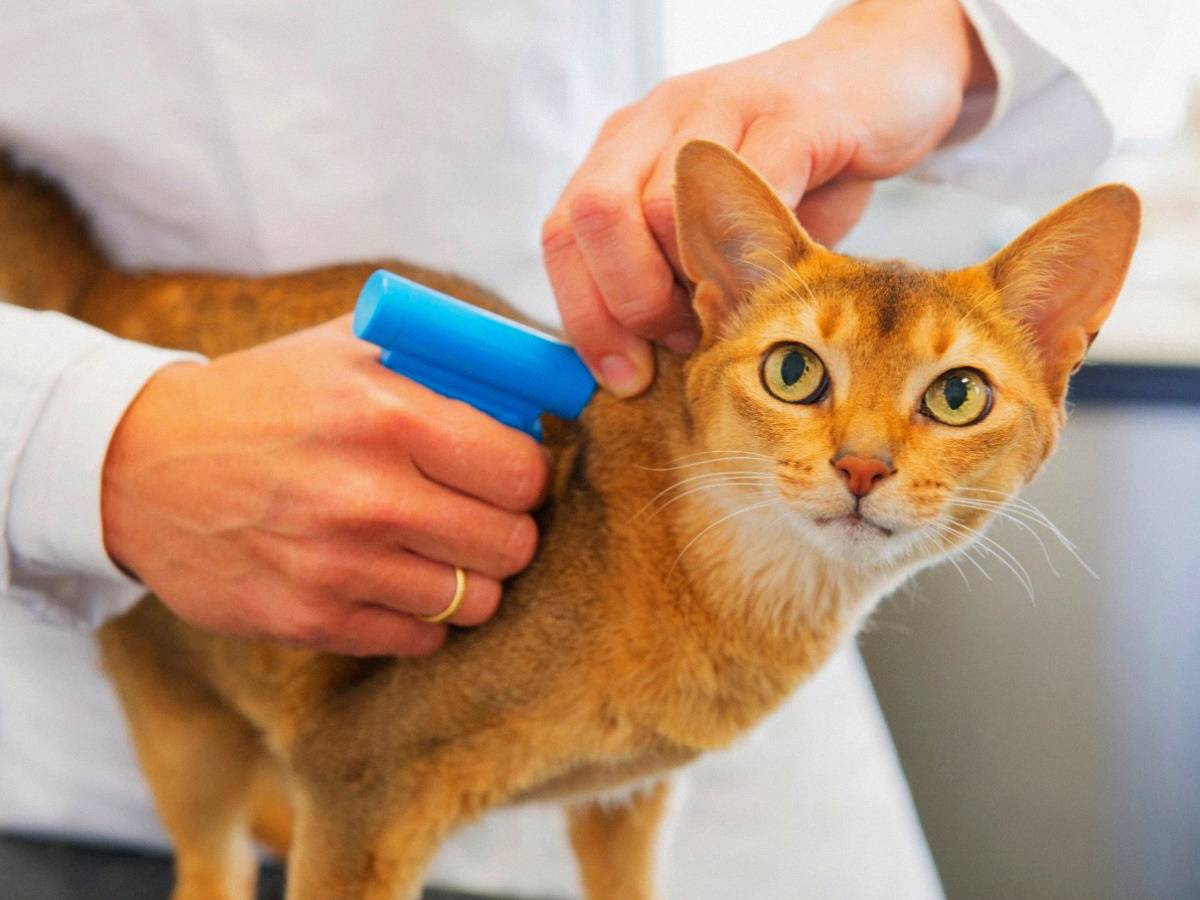 Чип для кошек: технология, особенности, процедура, риски