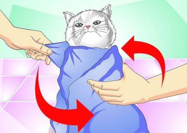Как сделать укол кошке в холку?