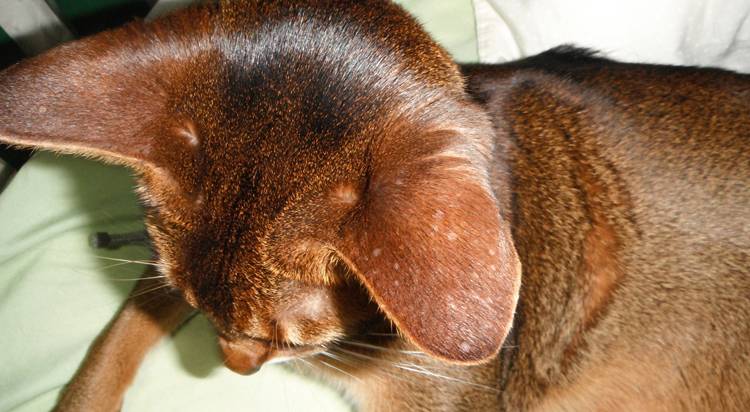 Из-за чего у кошки может выпадать шерсть на ушах?