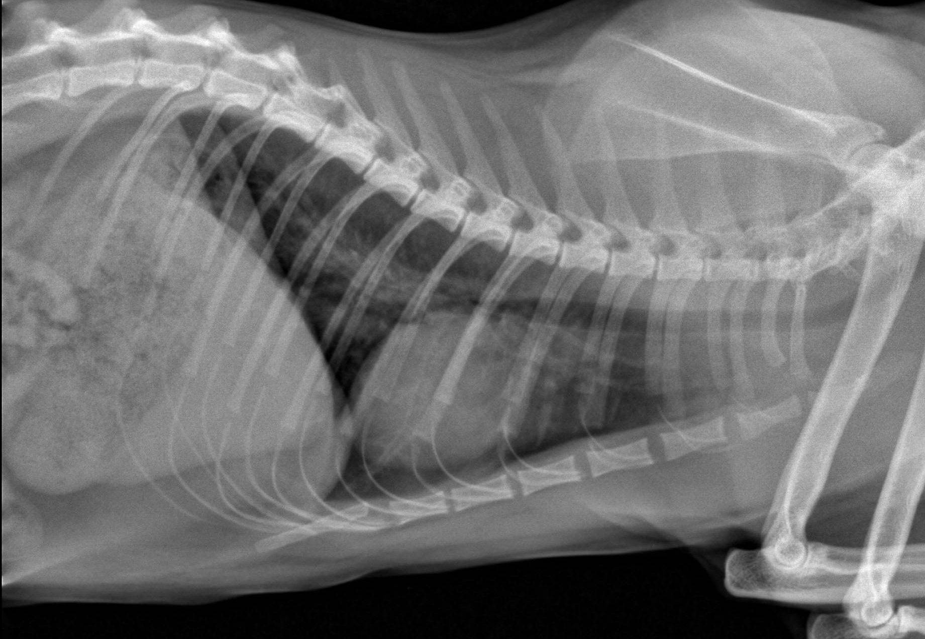 Пневмония у кошек: симптомы и лечение воспаления легких