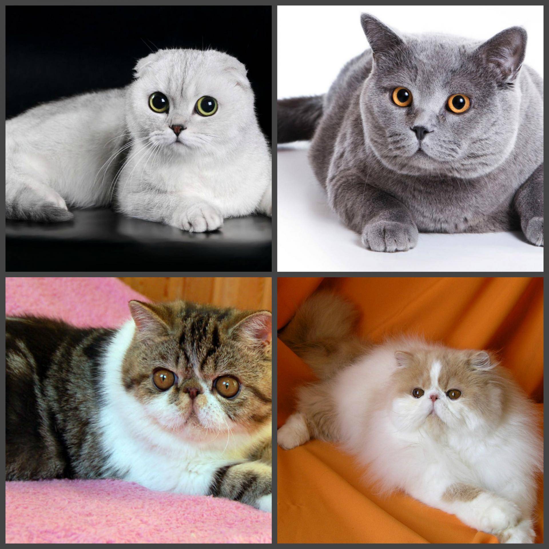 Вислоухий британец и шотландец: ключевые отличия внешнего вида, характера, фото, чем отличаются британские и шотландские кошки