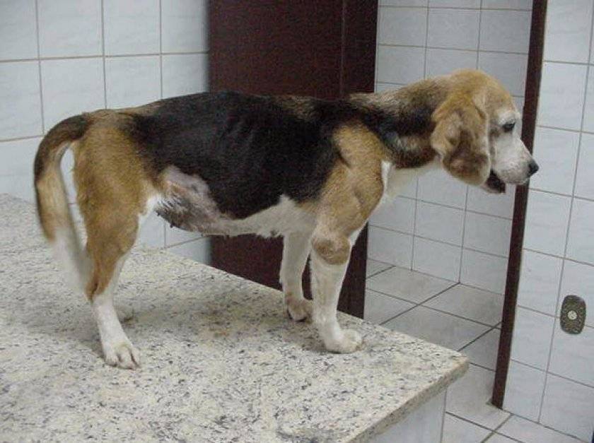 Парвовирусный энтерит у собак. симптомы, профилактика