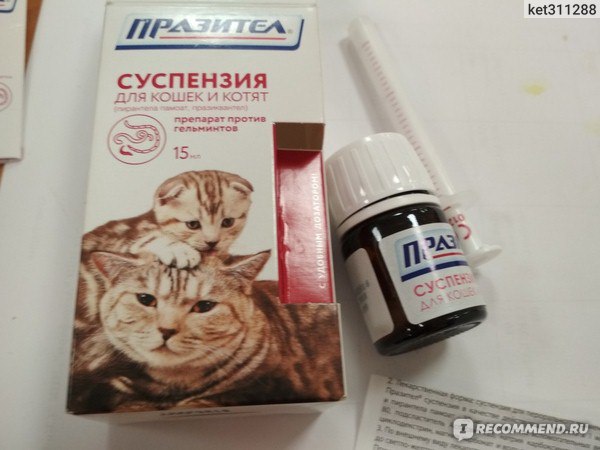 Таблетки от глистов для кошек – какие, как и когда давать